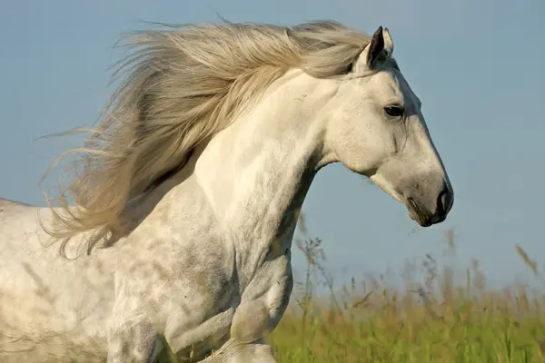What is a horse's favorite hairdo?