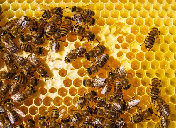 Why do bees stay in their hives during the summer?