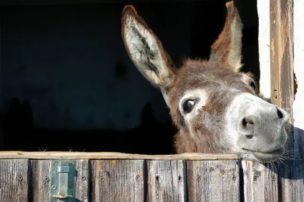 What do you call the donkey with 3 legs?