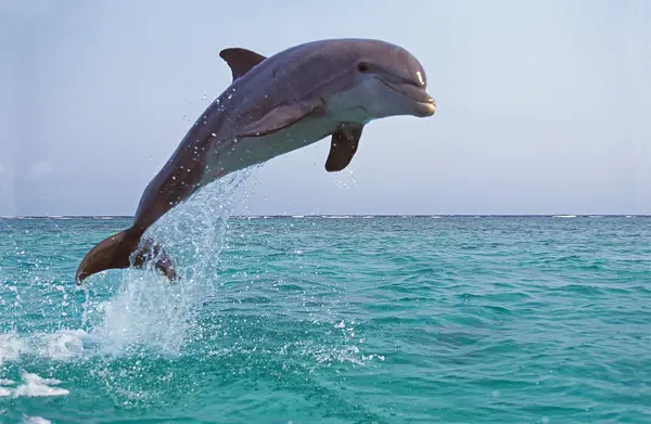 What does a dolphin say when it's confused?