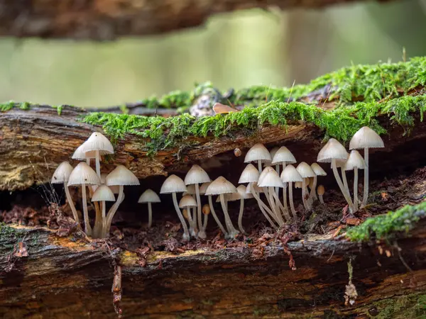 How much room do fungi need in order to grow?