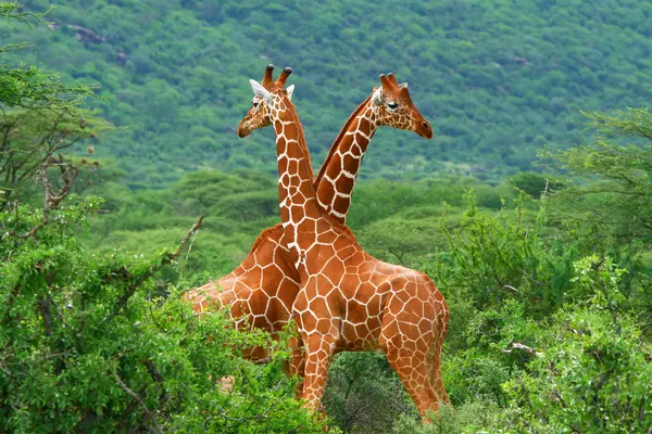 Why are giraffes so slow to apologize?