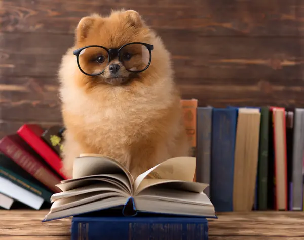 Which dogs love to study science?