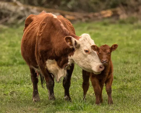 What did the calf's mom tell him when he was frowning too much?