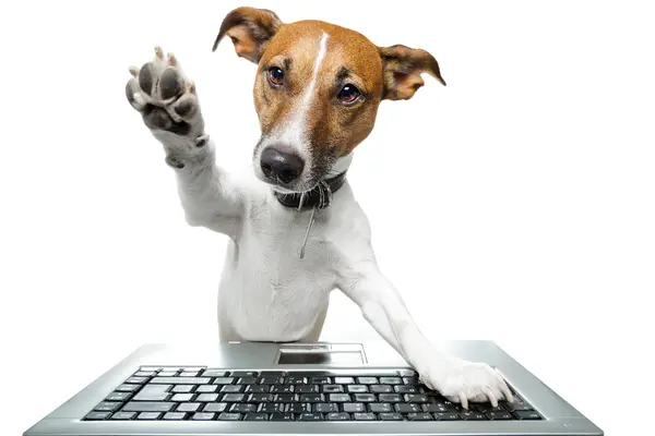What animal knows how to work a computer?