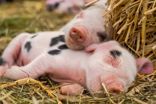 Where do pigs sleep during the summer?