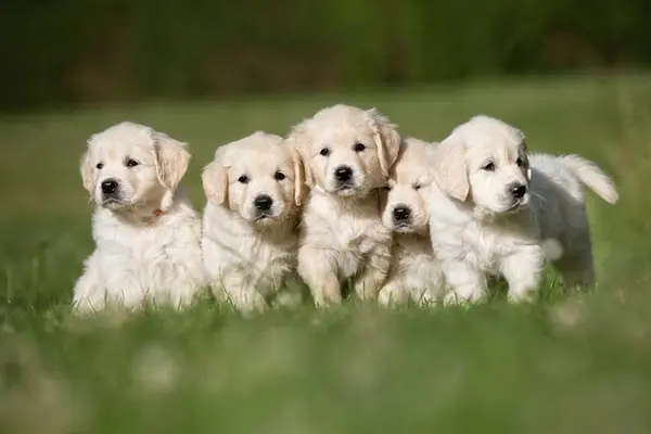 Why is it called a litter of puppies?
