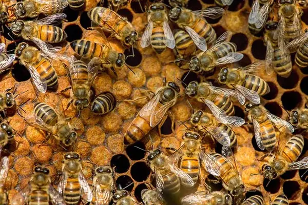 What does a queen bee do when she burps?