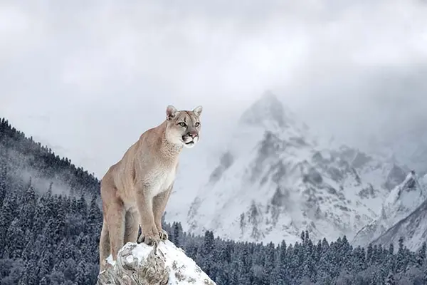 How did the mountain lion finally lose weight?