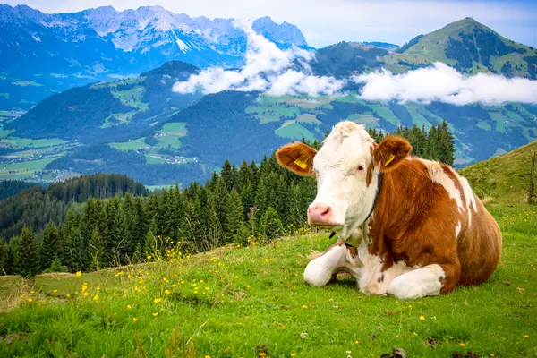 Where do cows go on a worldly vacation?